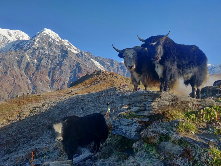 Dhorpatan Hunting Reserve