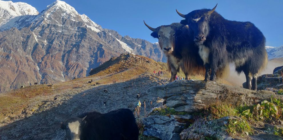 Dhorpatan Hunting Reserve