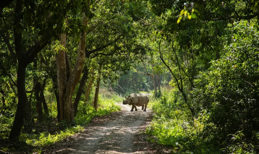 Kathmandu, Pokhara and Chitwan: My First Journey Through Nepal
