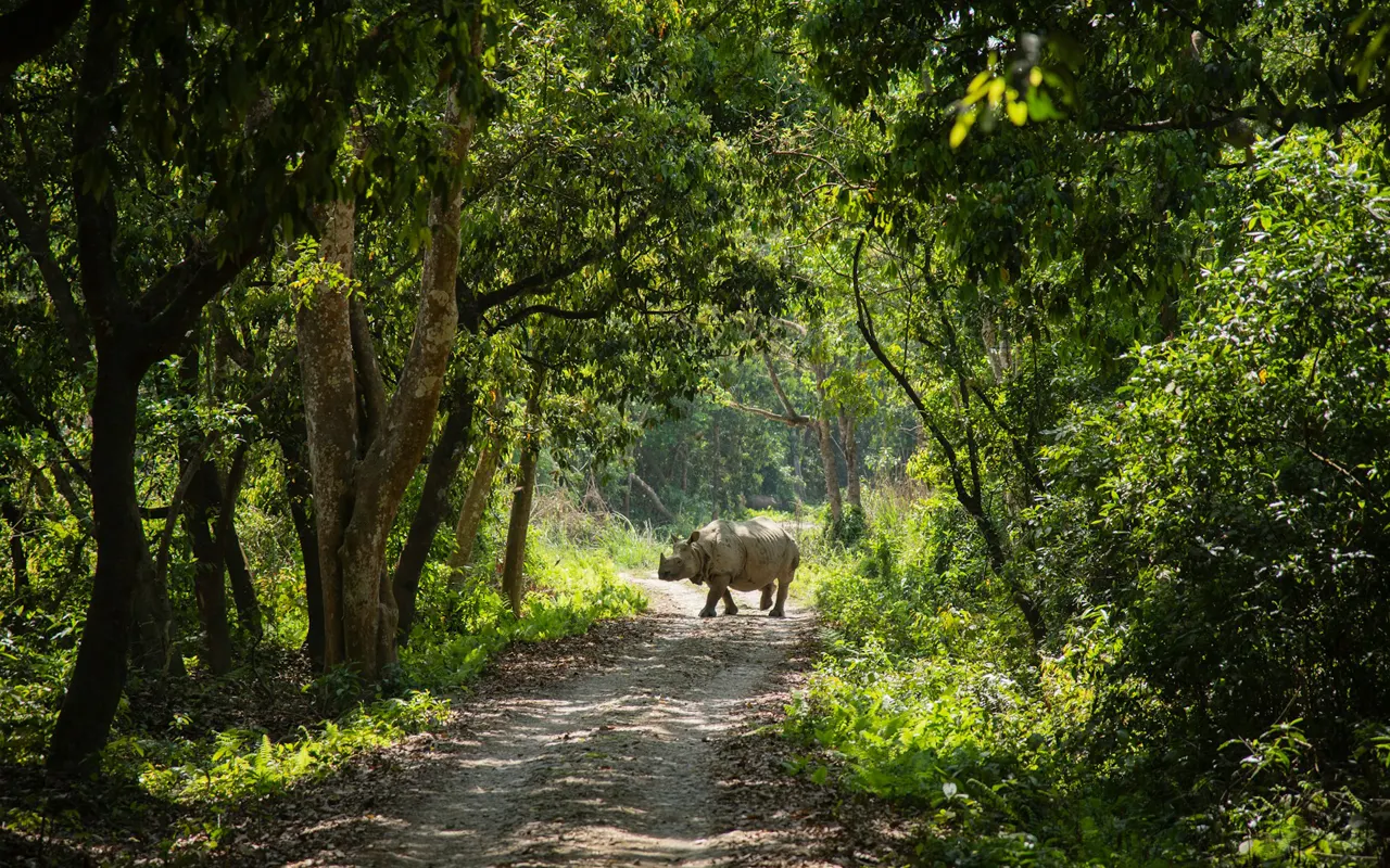 Kathmandu, Pokhara and Chitwan: My First Journey Through Nepal