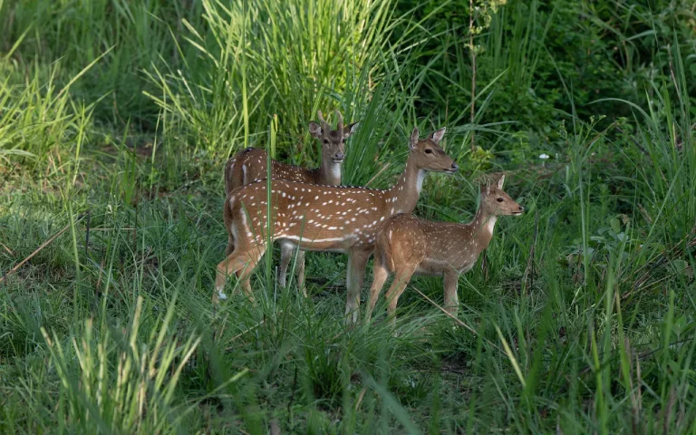 Chitwan Honeymoon Package