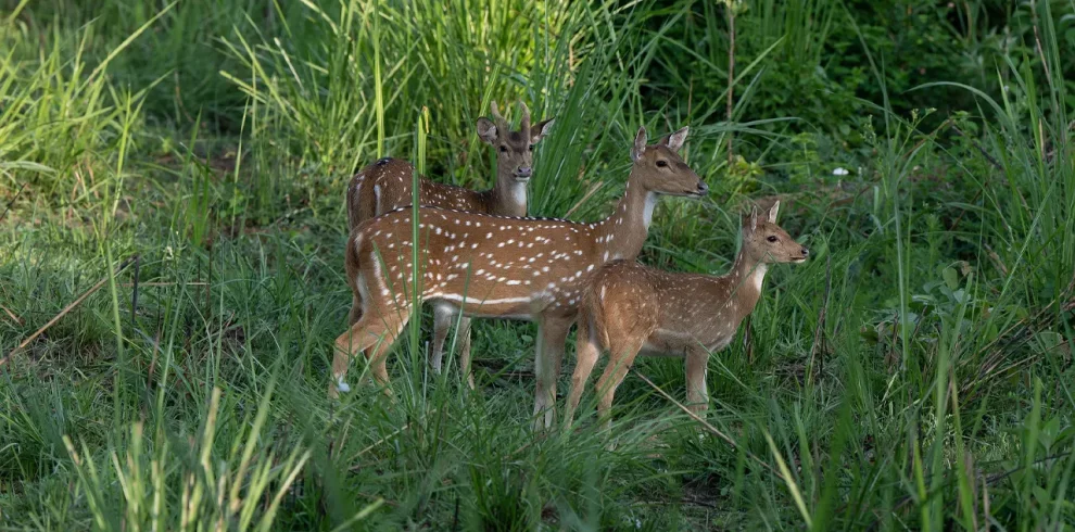 Chitwan Honeymoon Package