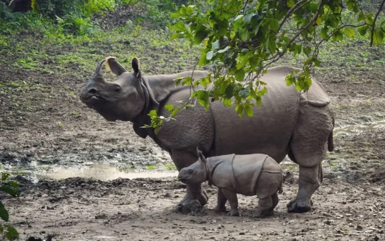Chitwan National Park