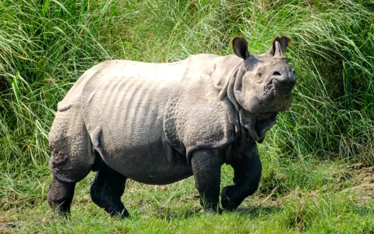 Bardiya National Park