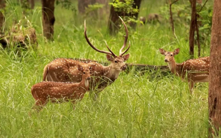 Shuklaphanta National Park