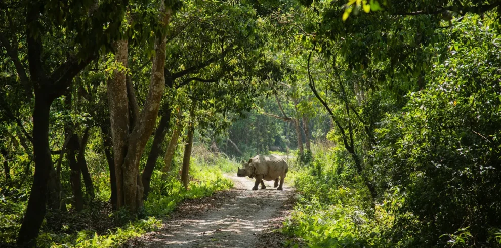 Chitwan Jungle Safari
